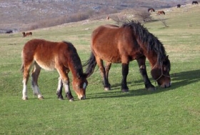 Brussels says nearly 5% of EU beef contaminated with horse meat