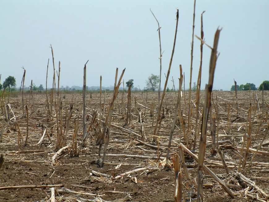 DROUGHT MAIZE LESOTHO HIGH OIL PRICE